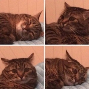 Create meme: the same garbage, meme cat, when I woke up