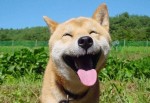 Create meme: Ulybka, smiling animals, dog Ulybka funny