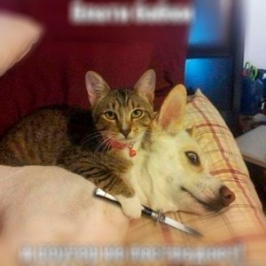 Create meme: funny cats, cats funny photos and memes, cat jokes