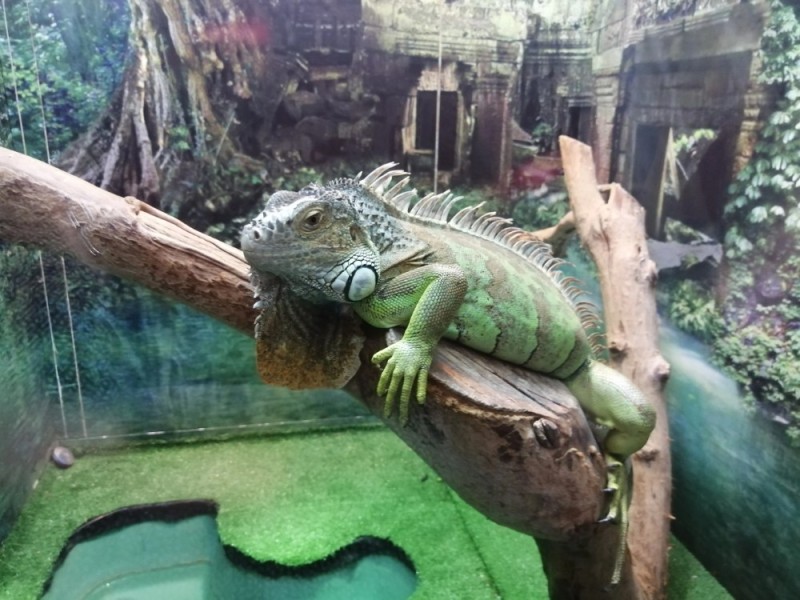 Create meme: green iguana, iguanas in the Moscow zoo, iguana