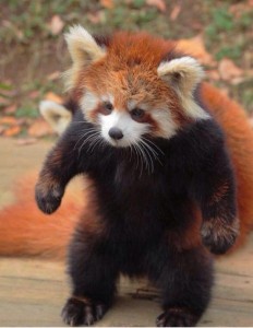 Create meme: red Panda, a small red Panda, red Panda