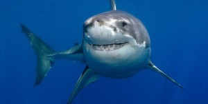 Create meme: shark shark, great white shark, shark