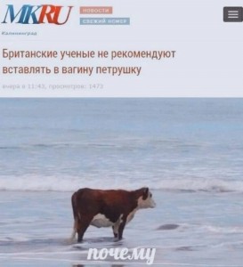 Создать мем: нг мем, мем корова, корова на берегу