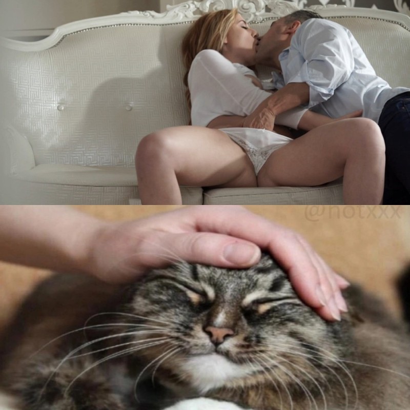 Create meme: cat , cat Maine Coon, body part