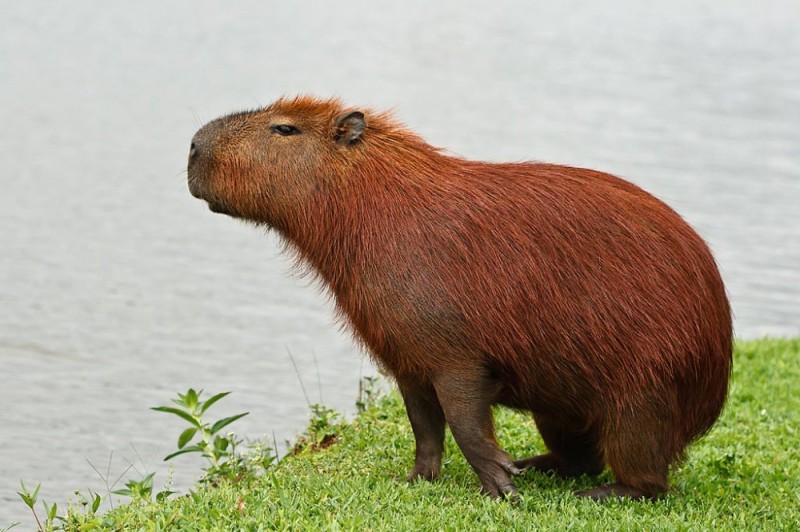 Create meme: rodent capybara, a pet capybara, the capybara 