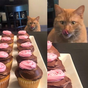 Создать мем: кексы, кошка, красивые пироженки картинки
