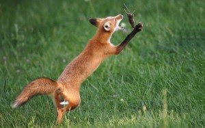 Create meme: red fox, Fox, interesting animals