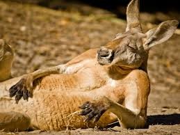Создать мем: kanguru, national geographic traveler, красный кенгуру