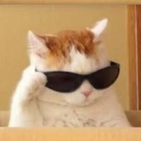 Create meme: the cat is cool, cool cat in glasses, cool cats