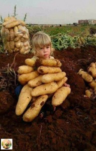 Создать мем: potato, wild potato, картофель