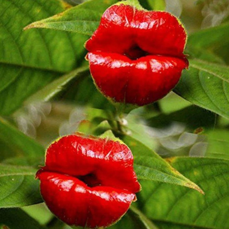 Create meme: psychotria flower, lip flower, psychotria is green