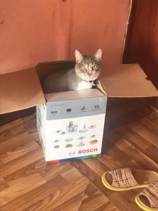 Создать мем: кот в маленькой коробочке, кот в коробке, кошка