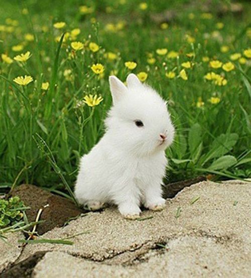 Create meme: little white rabbit, dwarf rabbit , rabbit 