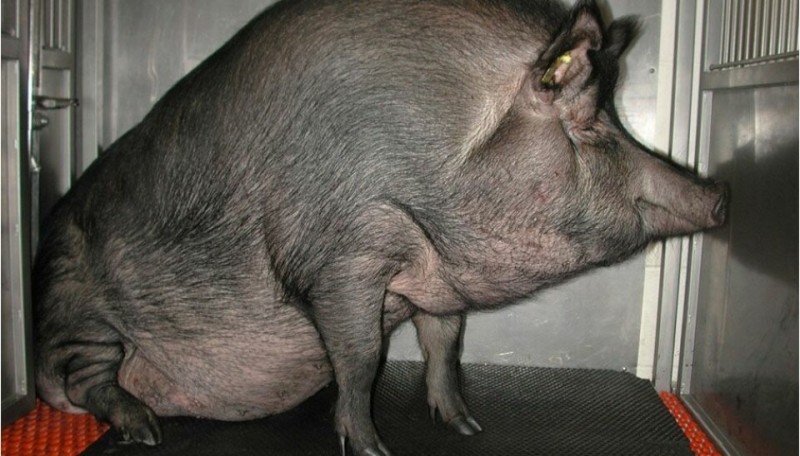Create meme: the breed of pigs is Vietnamese lop - bellied, thai lop - bellied pig, Vietnamese pot-bellied pigs