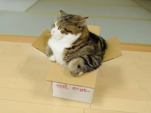Создать мем: котик в коробке, кот мару в коробке, кот
