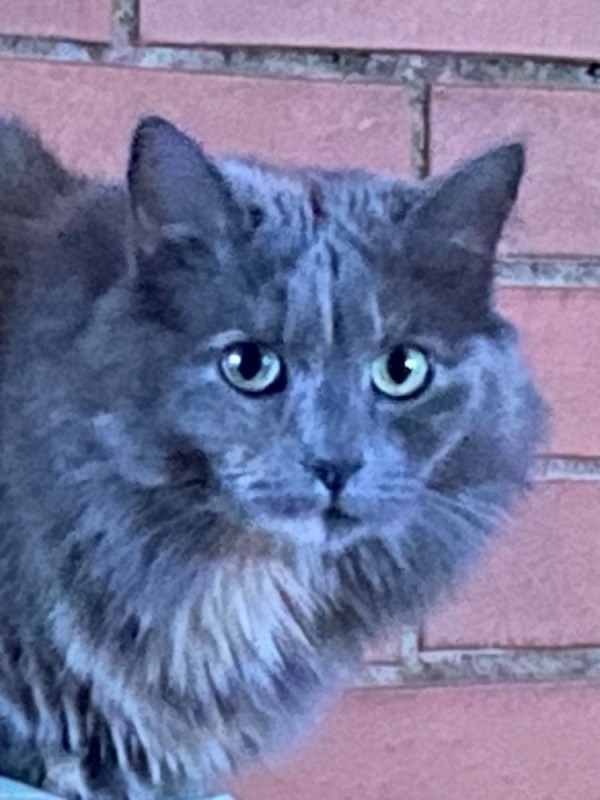 Create meme: smoky cat, siberian blue cat, the nibelung breed