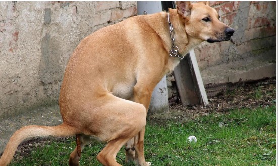 Create meme: stooped shepherd, dog , slouching dog