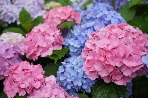 Create meme: flowers, flowers hydrangea, growing hydrangeas