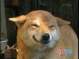 Create meme: sly dog meme, dog smiling GIF, Chinese dog Ulybka