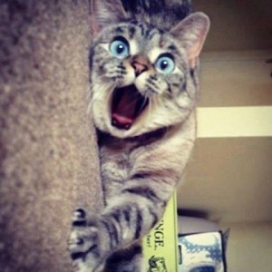 Create meme: cat in shock pictures, cat, funny cats