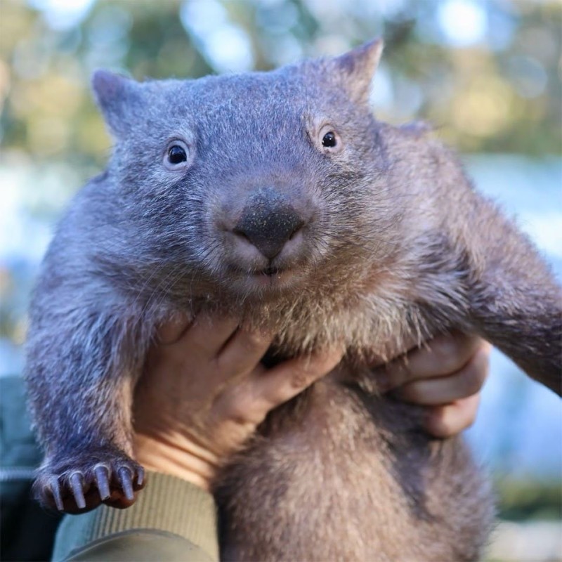 Create meme: wombat, australian wombat, marsupial wombat