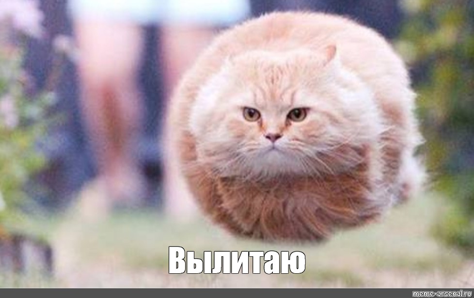 Create Meme "cat, Cats, Flying Cat Pictures" - Pictures - Meme-arsenal.com