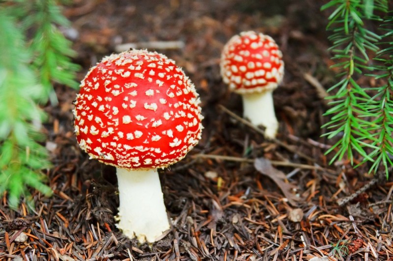 Create meme: poisonous mushrooms fly agaric, mushroom fly agaric, mushroom red fly agaric