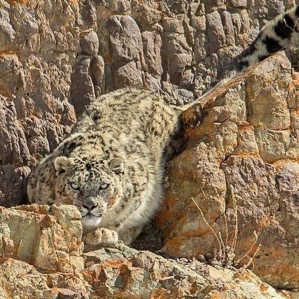 Create meme: snow leopard, IRBIS snow leopard, snow leopard in the Himalayas