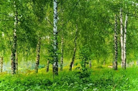 Create meme: birch grove, birch , birch grove painting