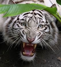 Create meme: The Bengal tiger, grin of a tiger, the albino bengal tiger