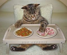 Create meme: cat eats fish funny pictures, cat sandwich, funny cats