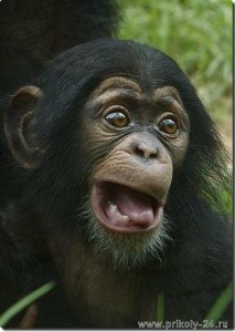 Create meme: chimpanzee, chimpanzee surprised, bonobos
