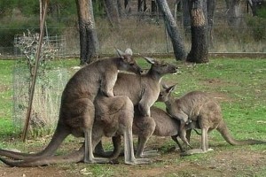 Create meme: intercourse kangaroo, kangaroo animal, kangaroo