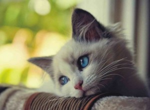 Create meme: the photo with the kitty I miss you, sad cat, sad kitten waiting for