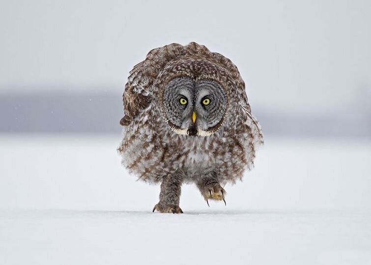 Создать мем: great gray owl, бородатая неясыть басик, сова сова