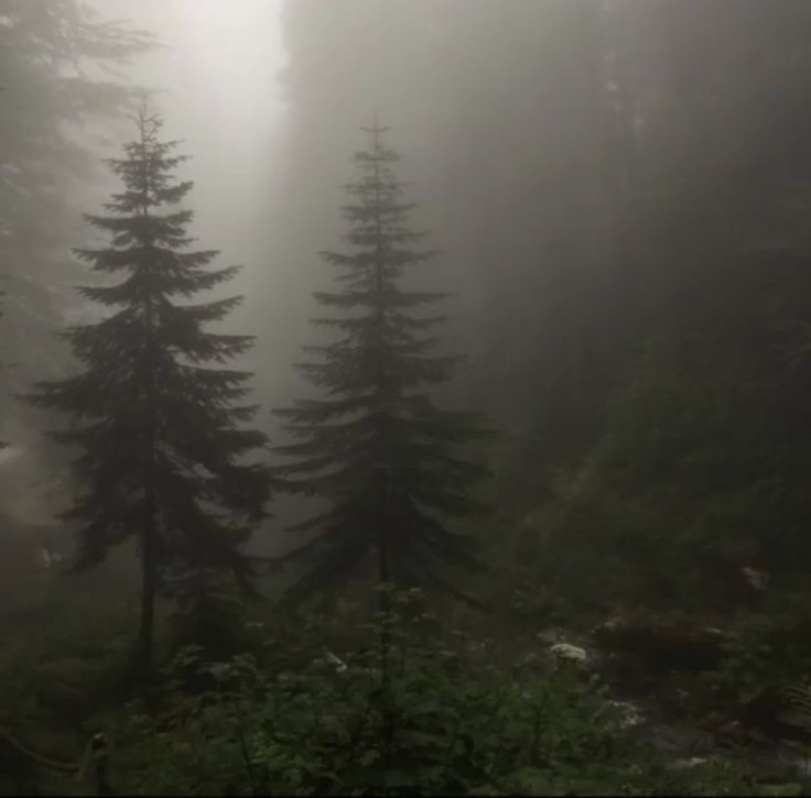 Create meme: spruce forest in the fog, mountain forest fog, forest misty