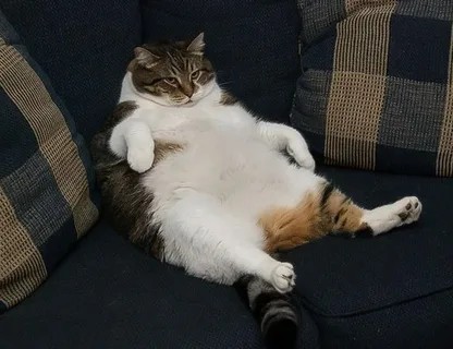Создать мем: толстый довольный кот, толстый котик, обожравшийся кот