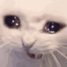 Create meme: cat, the cat is crying, crying cat