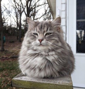 Создать мем: кошка, норвежская лесная кошка, сибирский длинношерстный кот