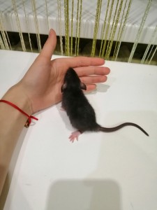 Create meme: rats, rat, mouse rat