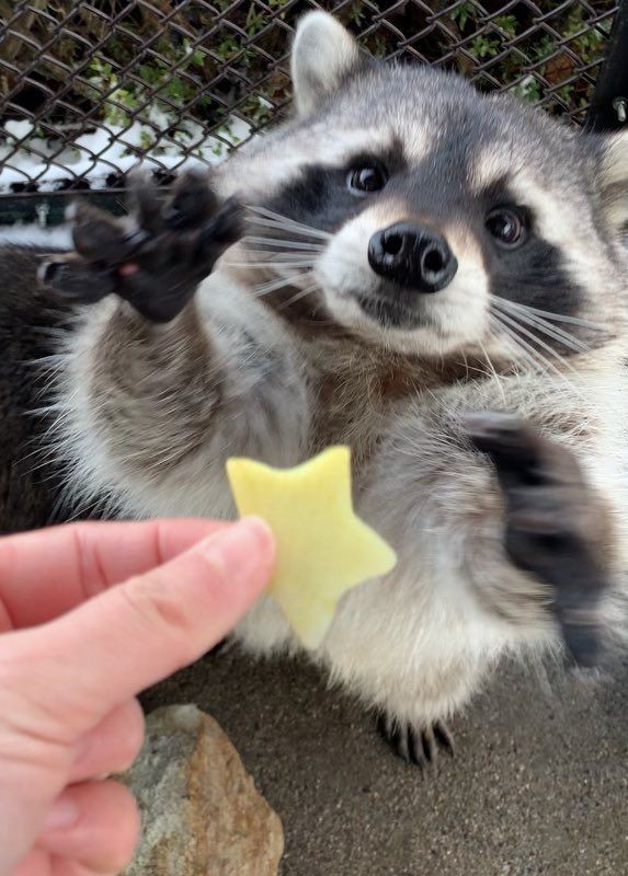 Create meme: raccoon cute, raccoon home, raccoon animal 