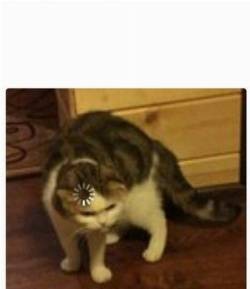 Create meme: download cat meme original, cat download head meme, cat download