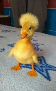 Create meme: duck, ducklings, cute, ducklings