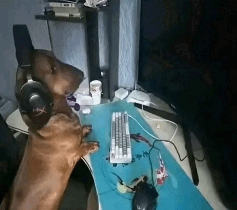 Create meme: dog internet, The dachshund is sleeping, the dog at the computer