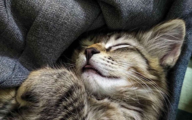 Create meme: sleepy cats, kitten sleeping, cute sleeping cat