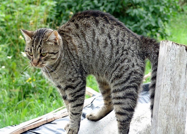 Create meme: striped cat breed, Egyptian mau cat, cat 