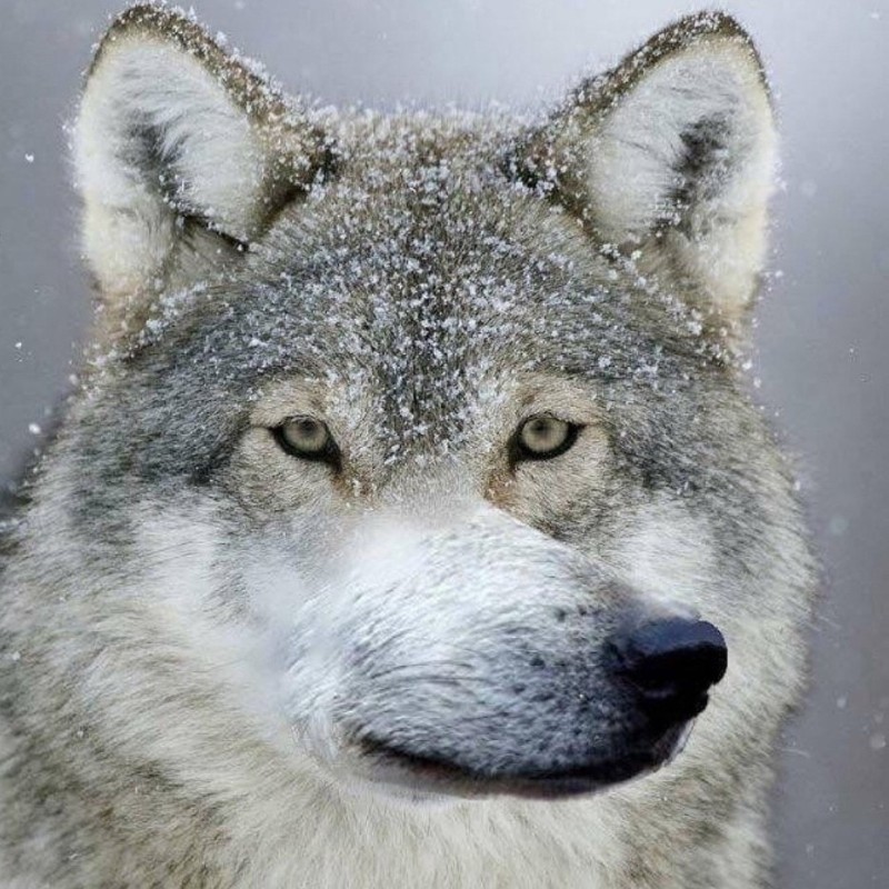Create meme: the wolf wolf wolf, wolf auf, wolf 