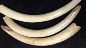 Создать мем: бивни, слоновую кость и моржовые бивни., клык моржа 40 см