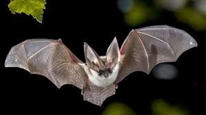 Create meme: a bat in flight, bat vampire