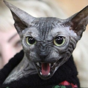 Create meme: cat show, Egyptian Sphynx cat, the Sphynx breed